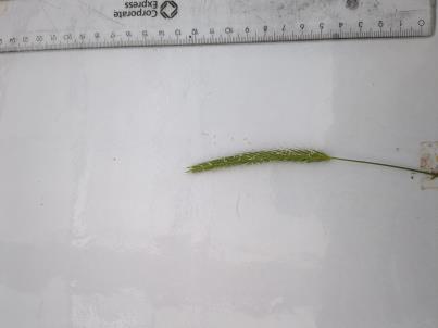 Click for 2 image(s) for this accession. SPIKE